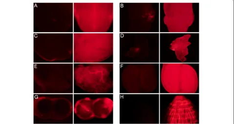 Figure 5 Determination of transgene copy number by semi-quantitative RT-PCR. Semi-quantitative RT-PCR experiments were performed onthe initial construct (standard) or samples from mouse tail DNA preparations