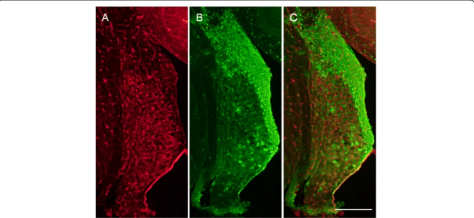 Figure 7 In vivo imaging of brainstem slices.successful detection of recombined cells in vivo