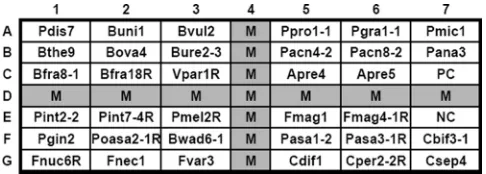FIG. 1. Layout of oligonucleotide probes on the array (0.7 by 0.7 cm,7 by 7 dots). Probe PC (C7) was a positive control, and probe NC was a