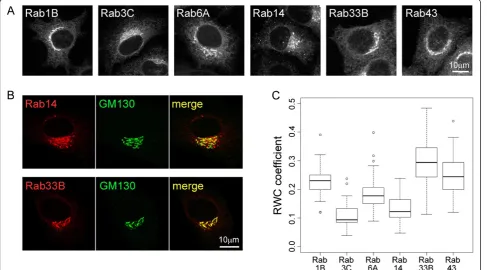 Figure 1 Subcellular distribution of various Rab family small GTP binding proteins. (A) Example images showing mCherry-Rab proteinsexpressed in HeLa cells