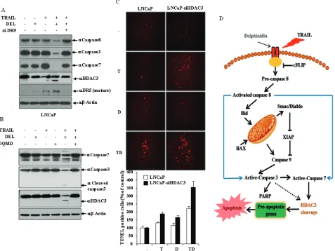 Figure 6: HDAc3 cleavage is regulated by Dr5-mediated effector caspases activation in the delphinidin-induced sensitization of trAIL-mediated apoptosis