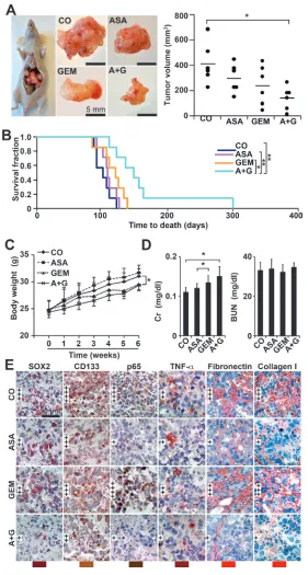 Figure 6: Aspirin inhibits tumor growth and progression of orthotopic mouse xenografts and enhances gemcitabine efficacy