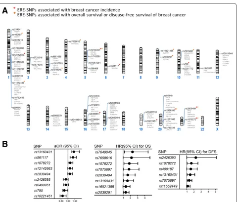Figure 2 Estrogen response element–associated single-nucleotide polymorphisms related to breast cancer incidence and progression.Genomic sites (A) and adjusted odds ratios (aORs), hazard ratios (HRs) and corresponding 95% confidence intervals (CIs) (B) of 