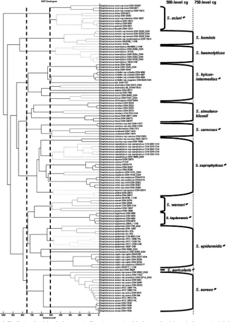 FIG. 1. Classiﬁcation of staphyloccal reference strains. Shown is a score-oriented dendrogram of staphylococcal reference strains included inthe database