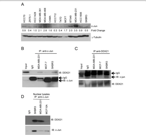 Figure 5 c-Jun interacts with DDX21 in breast cancer cell lines. (A) Panel of breast cancer cell lines was screened by western blot analysis withanti-c-Jun antibody