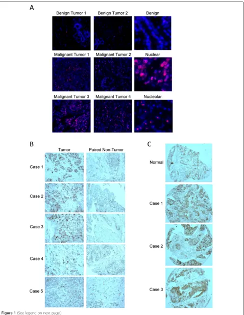 Figure 1 (See legend on next page.)