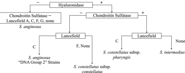 FIG. 3. Proposed scheme for determination of the SMG species. The assignment of subtypes, namely, S