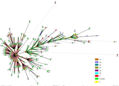 FIG. 4. Minimum spanning tree of S. ﬂexneribands. Pulse types with a band difference of one are connected by a thick line while those with a difference of two are connected by a thin lineand those with a difference greater than two are connected by a dashe