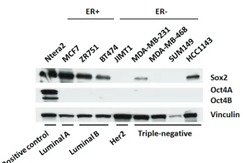 Figure 1: sox2 expression is low or undetectable in triple negative breast cancer cell lines