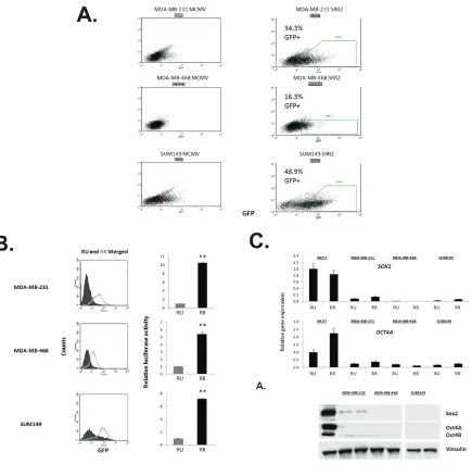 Figure 2: tnbc cell lines comprise of cells with heterogeneous sox2 regulatory region 2 (srr2) reporter activity