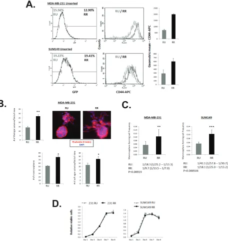 Figure 3: rr cells exhibit higher cd44 expression, enhanced capacities for colony formation in vitro and higher frequency of mammosphere-forming cells