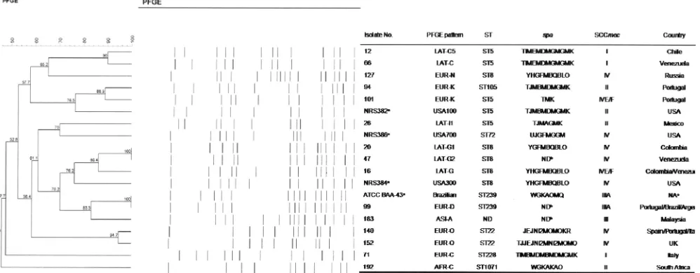 FIG. 1. PFGE pattern analysis, MLST, and spafrom each country. The PFGE patterns of the USA100, USA300, USA700, and Hungarian/Brazilian clones are also shown for comparisonpurposes