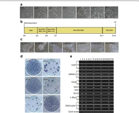 Fig. 3 Induction of iPSCs from multiple hUCs using the 6F/BM1-4C system.UC1iPSC2; 7, UC2; 8, UC2, pE3.1-OG--KS, and pE3.2-L-Myc--hmiR-302 cluster; 9, UC2iPSC1; 10, UC2iPSC2; 11, UC3; 12, UC3, pE3.1-OG--KS, andpE3.2-L-Myc--hmiR-302 cluster; 13, UC3iPSC1; 14