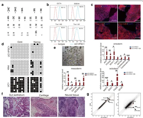 Fig. 4 Pluripotent characterization of iPSCs induced from UC1 cells using the 6F/BM1-4C system.global gene expression patterns between HN4 hESCs and UC1 iPSCs and between UC1 cells and UC1 iPSCs