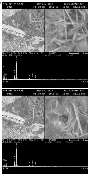 Figure 5. Scanning electron microscopy images of erionite in soil samples from Mexico