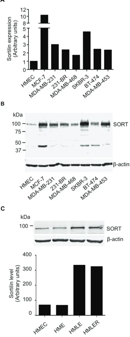 Figure 3: Expression of sortilin in breast cancer cell lines. A.actin and the value obtained for HMEC was considered as 1