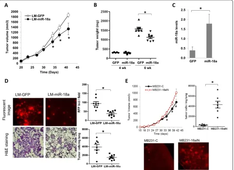Figure 3 Effects of ectopic microRNA-18a expression on primary tumor growth and spontaneous lung metastasis