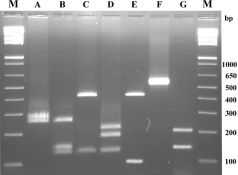 FIG. 4. Neighbor-joining tree showing the phylogenetic relationships among some CPS strains and S