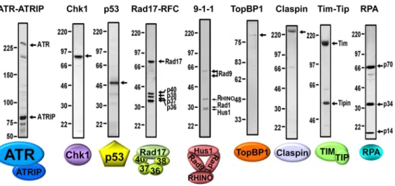 Figure 2. Purified Checkpoint Factors