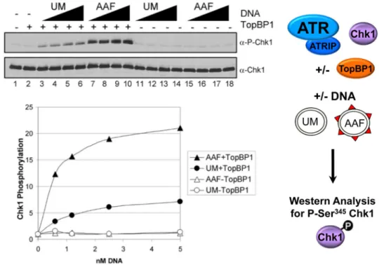 Figure 3. TopBP1-dependent stimulation of ATR kinase activity by AAF-damaged DNA Kinase assays were performed as pictured on the right with ATR–ATRIP, His-Chk1-kd,  GST-TopBP1-His, and with 0.62–5 nM unmodified (UM) or AAF-damaged (AAF) pUC19  plasmid DNA