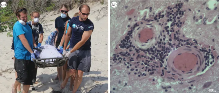Figure 3. Cetacean morbillivirus (CeMV) causes dolphin stranding and mortality. Identifying CeMV as the cause of a mortality event depends on: fresh tissues, trained responders (a), and available, equipped diagnostic laboratories