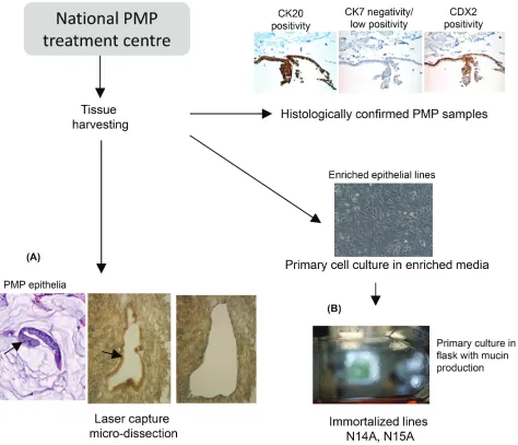 Figure 1: Overview flow diagram of the tissue harvest and cell line studies. It is technically challenging to work with PMP epithelial tissue as it exists in small clusters in an ‘ocean’ of mucin (arrow in H&E section)