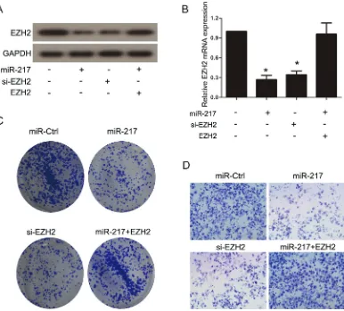 Figure 6: EZH2 is functional target of miR-217 in gastric cancer cells. (A)were performed to assess the efficiency of ectopic miR-217 expression, EZH2 knockdown and EZH2 reintroduction in SGC7901 cells (* and (B) Western blot and real-time PCR analysis P <