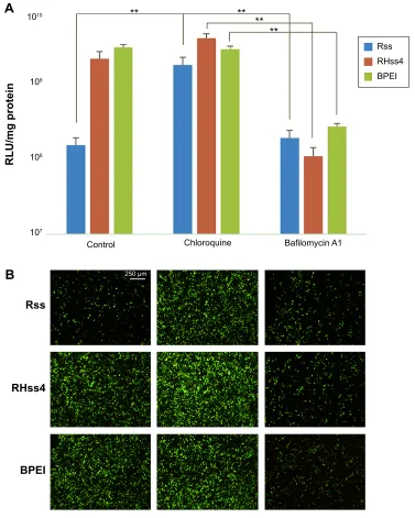 Figure 9 Effect of chloroquine or bafilomycin A1 on transgene expression activity of polyplexes.Notes: (A) luciferase expression