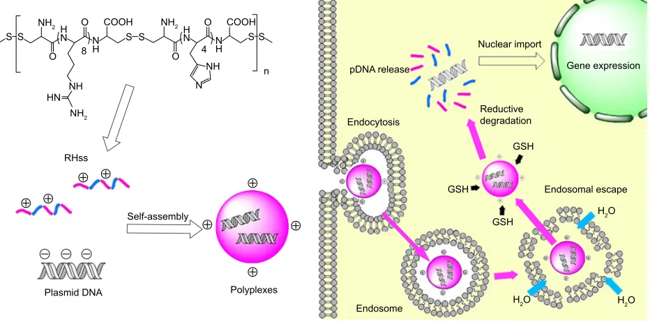 Figure 1 Disulfide cross-linked chimeric polypeptide RHss tends to self-assemble with pDNA into polyplexes based on electrostatic interactions.Notes: after cellular uptake by endocytosis, the polyplexes were primarily localized in the endosome and then the