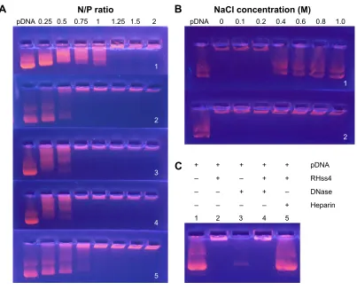 Figure 4 electrophoresis of polyplexes.Notes: (A) condensation abilities of rhss polypeptides (1: r8, 2: rss, 3: rhss1, 4: rhss2, 5: rhss4)