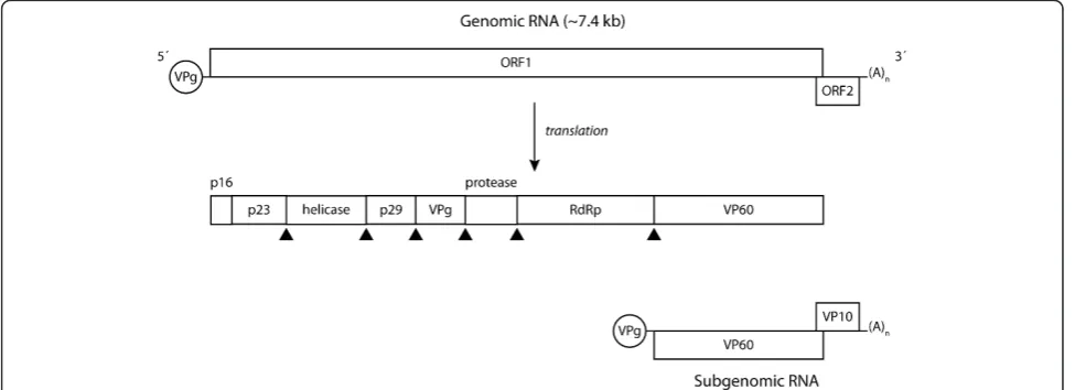 Figure 1 Genomic organization of RHDV. The genome of RHDV is composed of two narrowly overlapping ORFs, ORF1 and ORF2