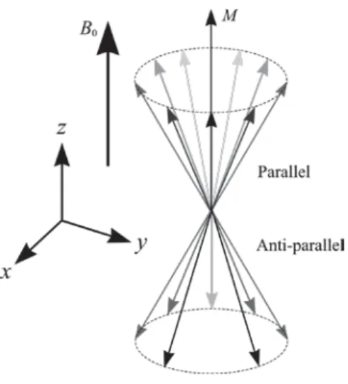 Figure 2.2: The net magnetization vector ܯ ሬሬԦ formed from the vector sum of many ߤԦ ௣ [7].