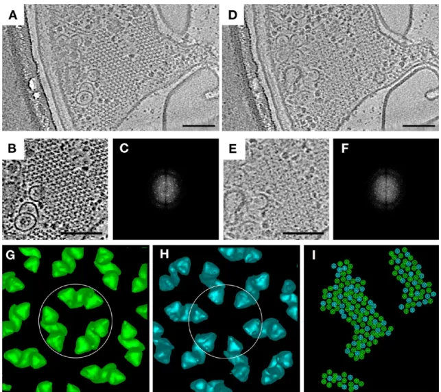 Figure 1. Classi ﬁcation of E. coli chemoreceptor array hexagons reveals ordered CheA occupancy