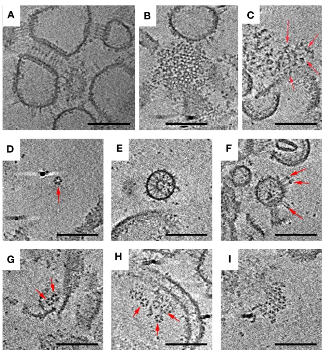 Figure 3. In vitro reconstitution of signaling complexes produces a variety of structures