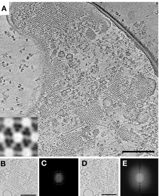 Figure 4. Co-overexpression of Tsr, CheA, and CheW restores WT array structure. (A) A tomographic slice of a lysed E