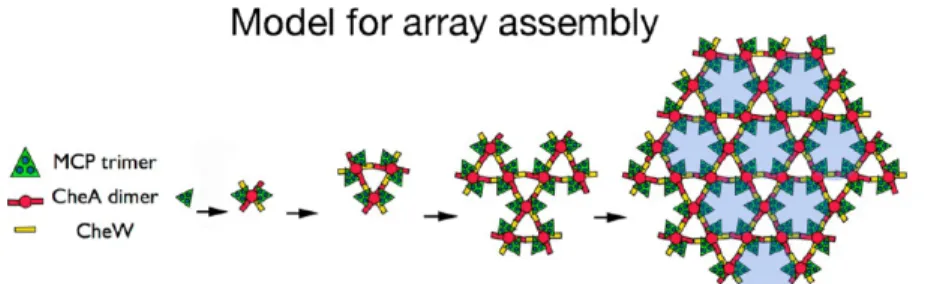 Figure 7. Model of array assembly. Schematic showing sequential assembly of the core functional unit (two trimers-of-receptor dimers, one CheA dimer, and two CheW monomers) forming from individual trimers-of-receptor dimers, and subsequently coalescing int