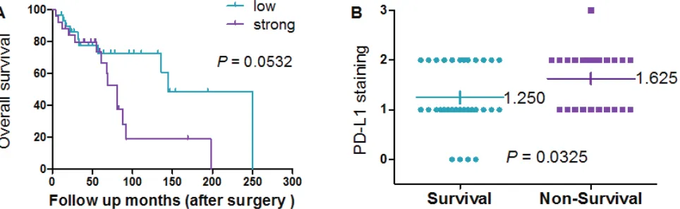 Figure 3: Prognostic value of Pd-L1 expression in chordoma. (A) Association between expression of PD-L1 (PD-L1 staining <2+ and PD-L1 staining >2+) and survival in chordoma patients