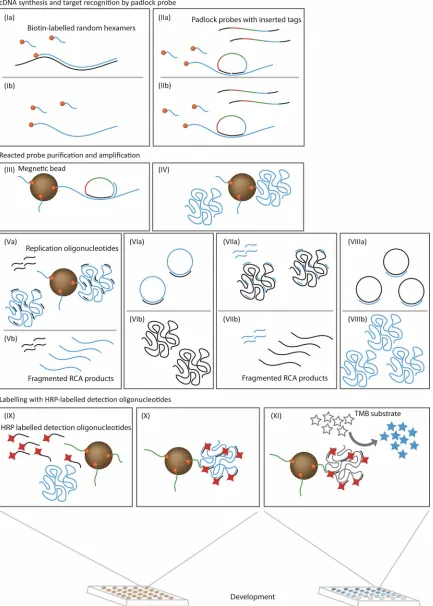 FIG. 1. Schematic illustration of CCHFV detection using padlock probes and enzymatic readout