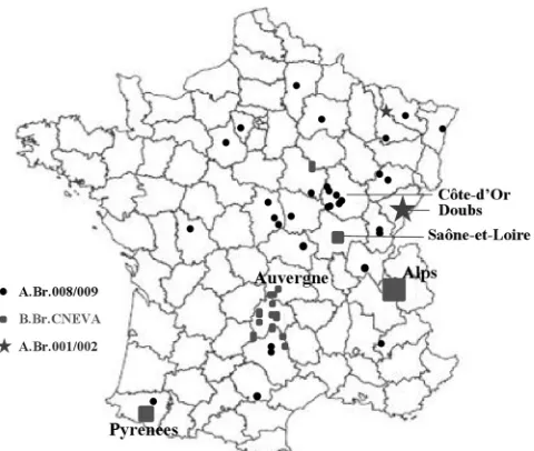 Fig. 2. The majority of strains (54%) were part of the B.Br.C-