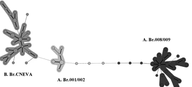 FIG. 4. Minimum spanning tree of 95 B. anthracisThe diameter of each circle varies according to the number of isolates having the same genotype