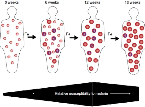 Figure 2.5. Hypothesized impact of iron deficiency and iron supplementation on host RBC 