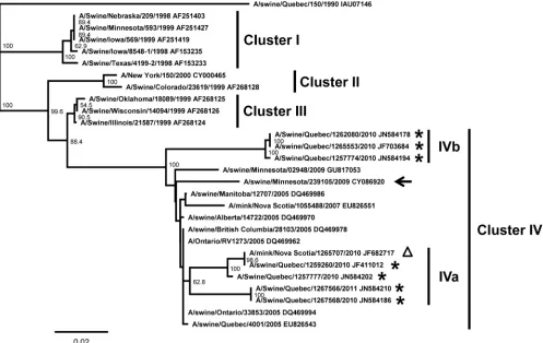 FIG. 2. Phylogenetic tree of the HA gene nucleotide sequences of the swH3N2/pH1N1 strains