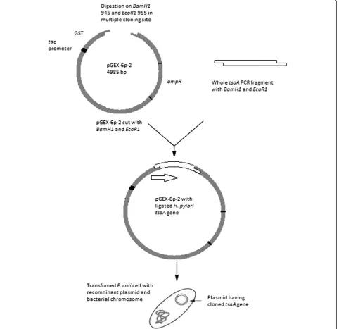 Figure 1 Schematic diagram of cloning and transformation of tsaA gene. Whole tsaA gene having BamH1 and EcoR1 sites was ligated withpGEX-6p-2 that had been cut with the same enzymes to generate pGEX-tsaA