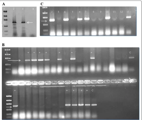 Figure 2 A. Target amplification fragments of tsaA gene. Lane 1: Low mass ladder (New England Biolab); Lanes 2 & 3: Target amplificationfragments of tsaA gene (~600 bp) form G27 and positive control 26695; Lane 4: Blank control