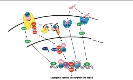 Figure 1Parallels between prolactin and steroid-induced signal transduction. Classic theory has the prolactin (PRL)/prolactin receptor effecting geneexpression ‘at-a-distance’ through actions of receptor-associated signaling networks, such as the Jak2/Stat5 and Raf/mitogen-activated protein