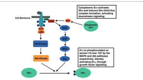Figure 2Estrogen receptor-α (ERα) can be directly activated, by serine phosphorylation at Ser-118 and Ser-167, by mitogen-activated protein kinase(MAPK) and Akt respectively, through growth factor signaling