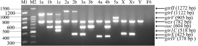 FIG. 2. Multiplex PCR products of S. ﬂexneri(wt/vol) agarose gel, stained with ethidium bromide, and photographed under UV light