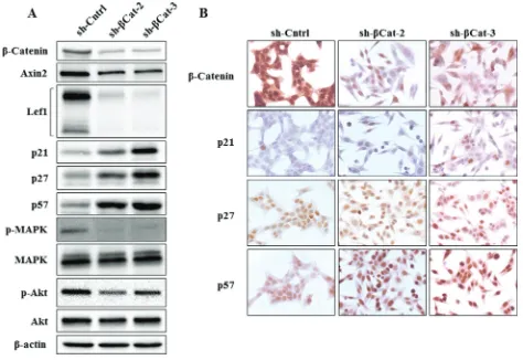 Figure 3: Expression of β-catenin, axin2, lef1, p21, p27, p57, p-MAPK and p-Akt in H295R cells treated with β-catenin shRNA