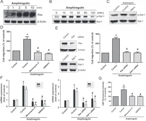 Figure 2: AR increased cell migration and α6β1 integrin expression via Ras and Raf-1 pathways