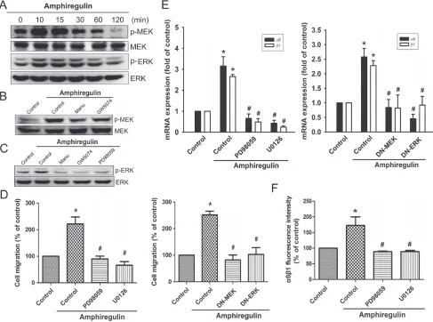 Figure 3: MEK and ERK pathways are involved in AR-induced increase in cell migration and α6β1 integrin expression